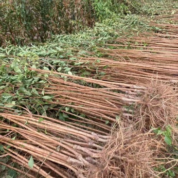 贵州六马蜂糖李子苗自家基地源头发货可视频看货