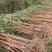 贵州六马蜂糖李子苗自家基地源头发货可视频看货