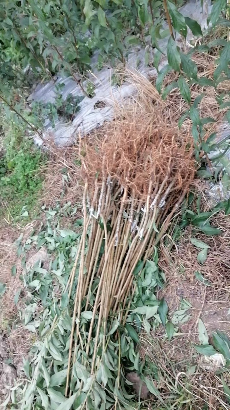 贵州六马蜂糖李子苗自家基地源头发货可视频看货