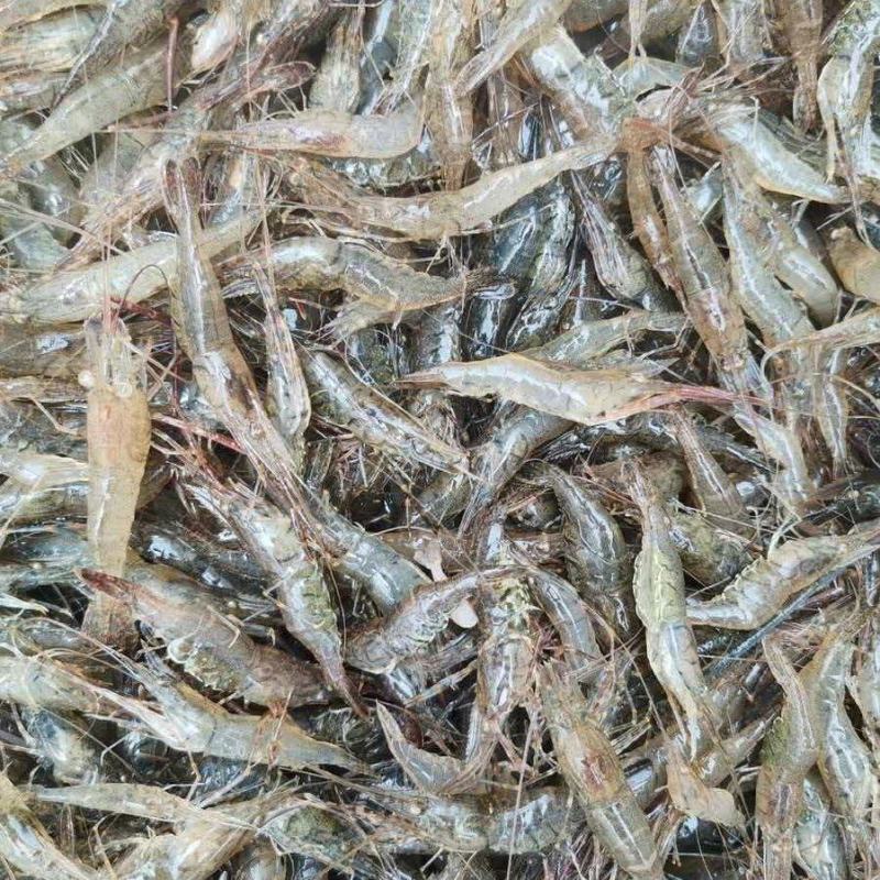 河虾四川河虾大量现货，规格齐全品质保证，可视频看货