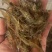 河虾四川河虾大量现货，规格齐全品质保证，可视频看货