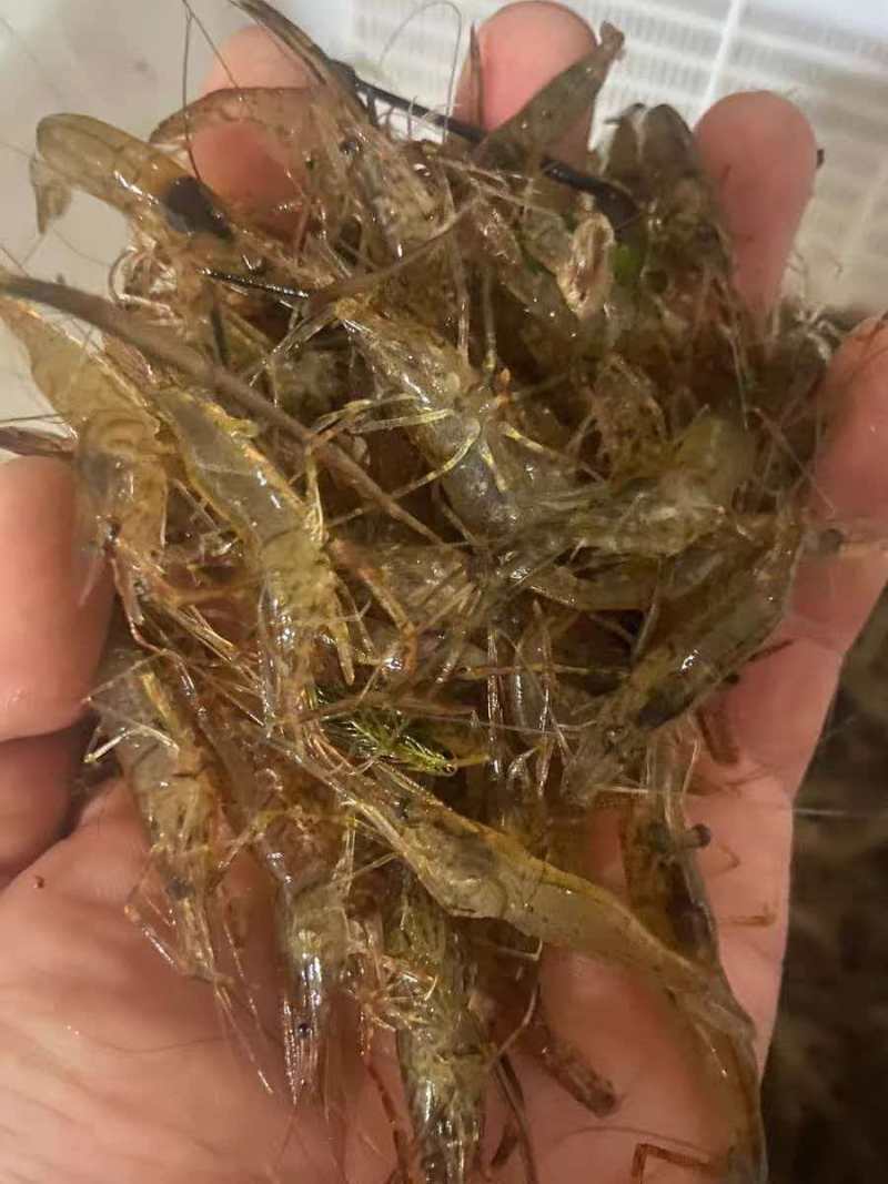河虾四川河虾大量现货，规格齐全品质保证，可视频看货