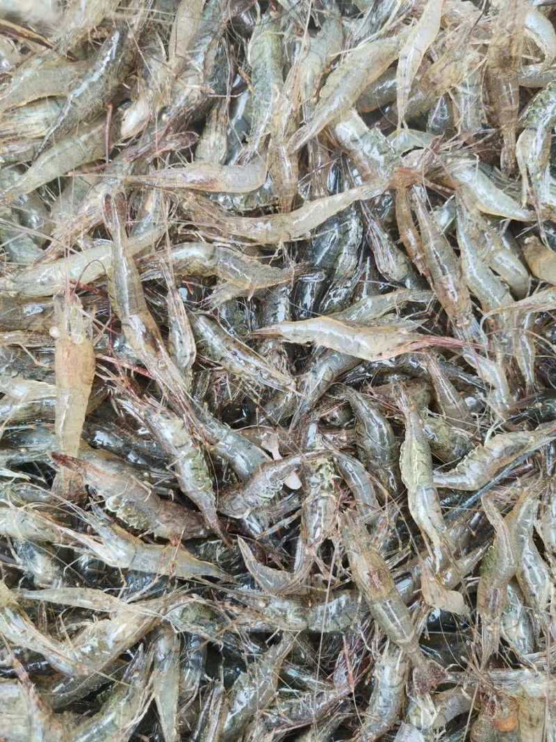 河虾四川河虾大量现货，规格齐全品质保证，可视频看货