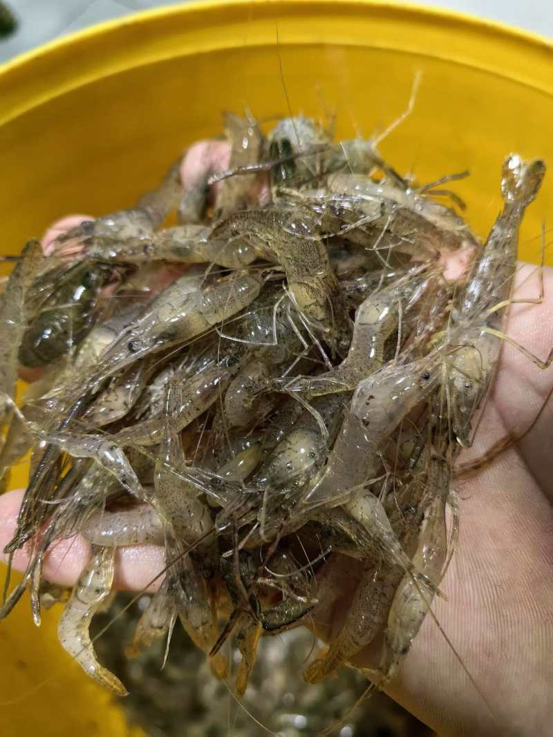 河虾四川河虾大量现货，规格齐全品质保证，可视频看货