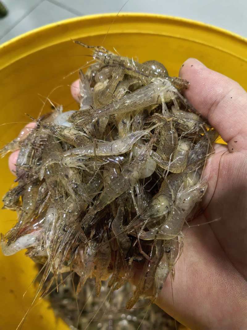河虾四川河虾大量现货，规格齐全品质保证，可视频看货