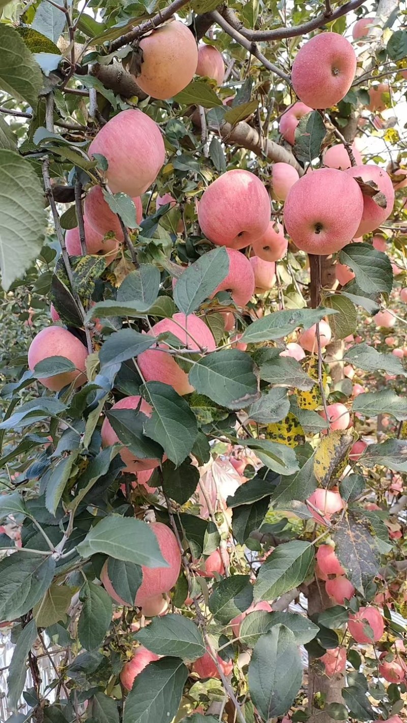 陕西纸袋红富士苹果批发一件代发
