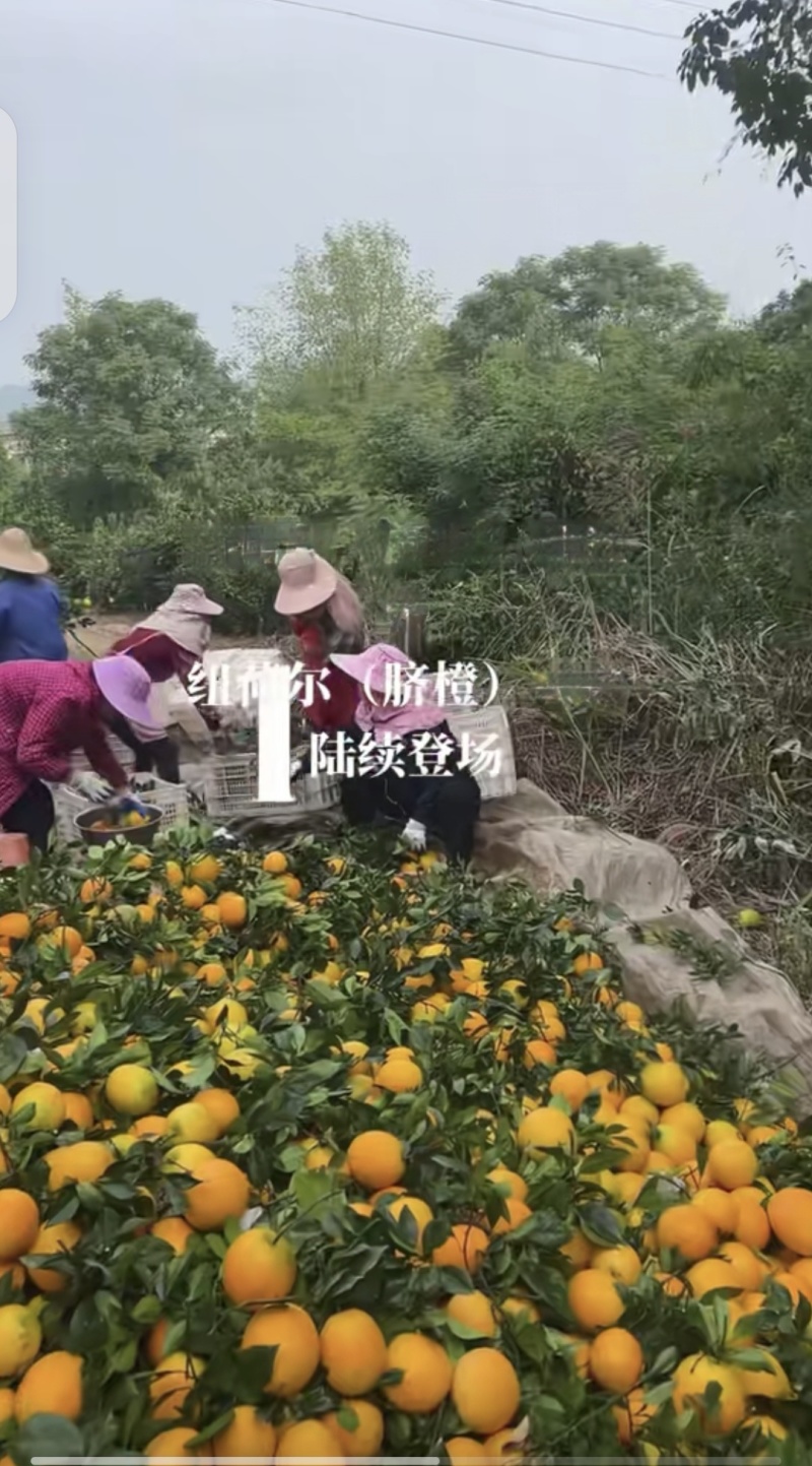 优质货源赣南脐橙老板热情品质保证供货量大来电咨询