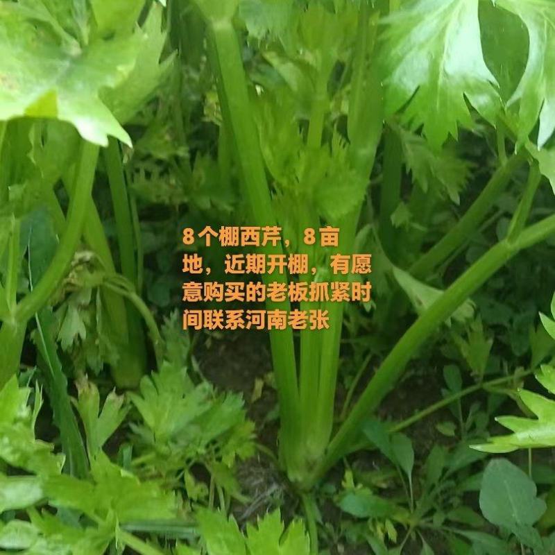 西芹