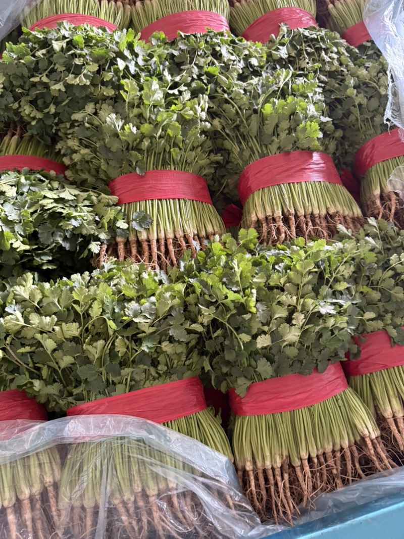 聊城铁杆青香菜大量有货.按需包装质量保证，一手货源