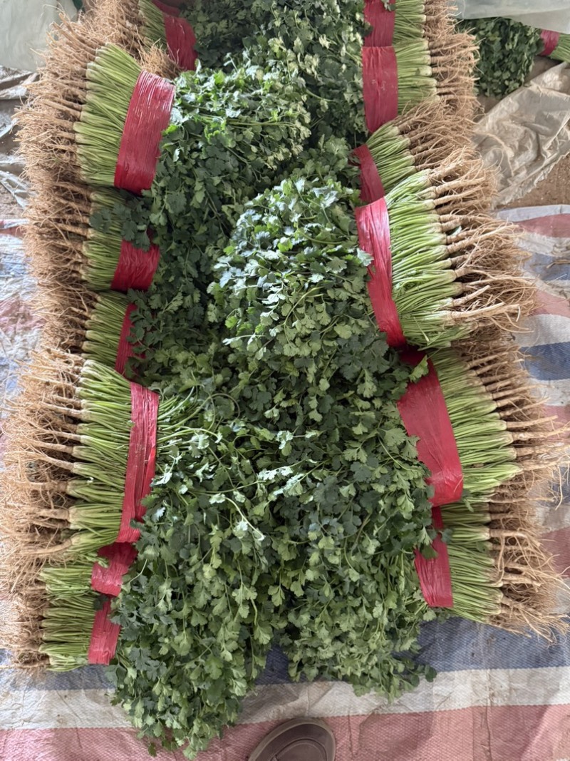 聊城铁杆青香菜大量有货.按需包装质量保证，一手货源