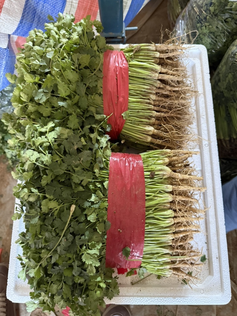 聊城铁杆青香菜大量有货.按需包装质量保证，一手货源