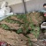 聊城铁杆青香菜大量有货.按需包装质量保证，一手货源