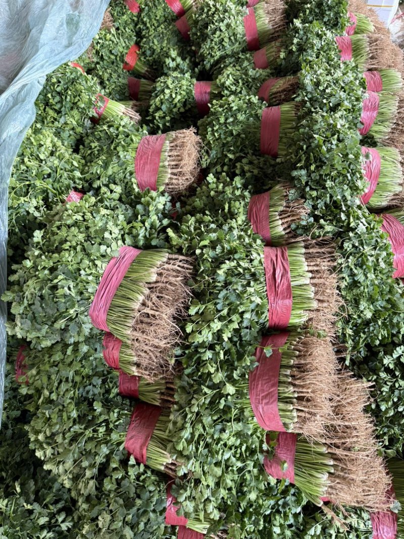聊城铁杆青香菜大量有货.按需包装质量保证，一手货源