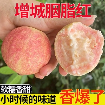 广东增城石厦胭脂红芭乐产地直供一件代发全国商超市场批发