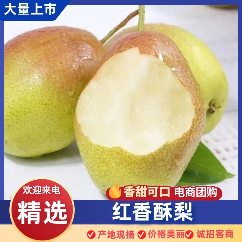 河北赵县红香酥梨香甜可口保质保量价格美丽欢迎来电