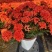 【带花苞】龙船花绣球花卉绿植四季好养盆栽客厅庭院阳台恰意植物