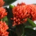 【带花苞】龙船花绣球花卉绿植四季好养盆栽客厅庭院阳台恰意植物