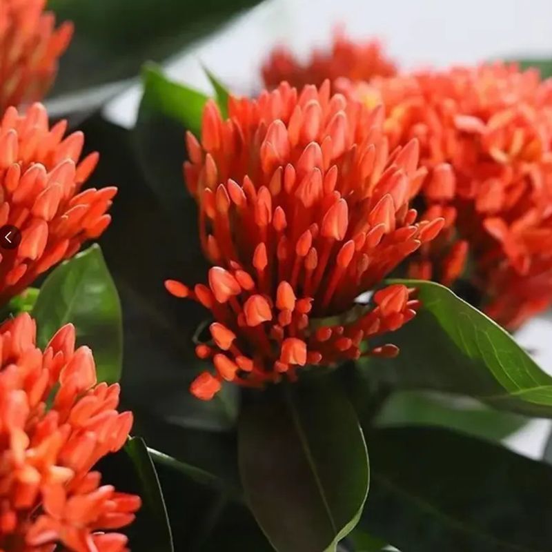 【带花苞】龙船花绣球花卉绿植四季好养盆栽客厅庭院阳台恰意植物