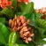 【带花苞】龙船花绣球花卉绿植四季好养盆栽客厅庭院阳台恰意植物