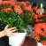 【带花苞】龙船花绣球花卉绿植四季好养盆栽客厅庭院阳台恰意植物