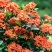 【带花苞】龙船花绣球花卉绿植四季好养盆栽客厅庭院阳台恰意植物