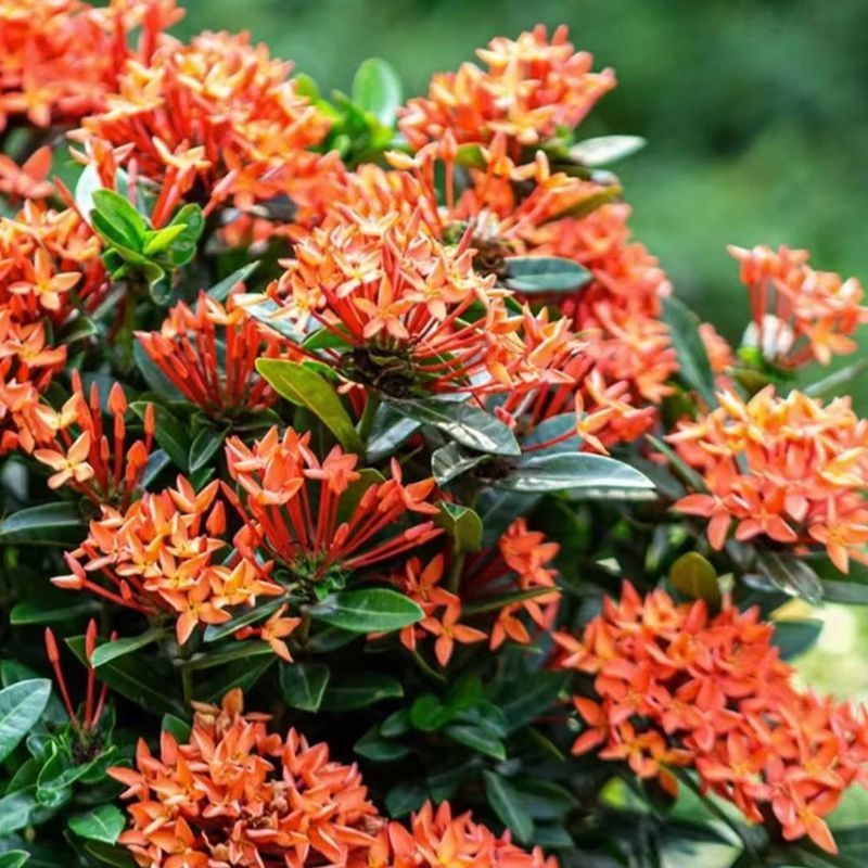 【带花苞】龙船花绣球花卉绿植四季好养盆栽客厅庭院阳台恰意植物