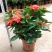 【带花苞】龙船花绣球花卉绿植四季好养盆栽客厅庭院阳台恰意植物