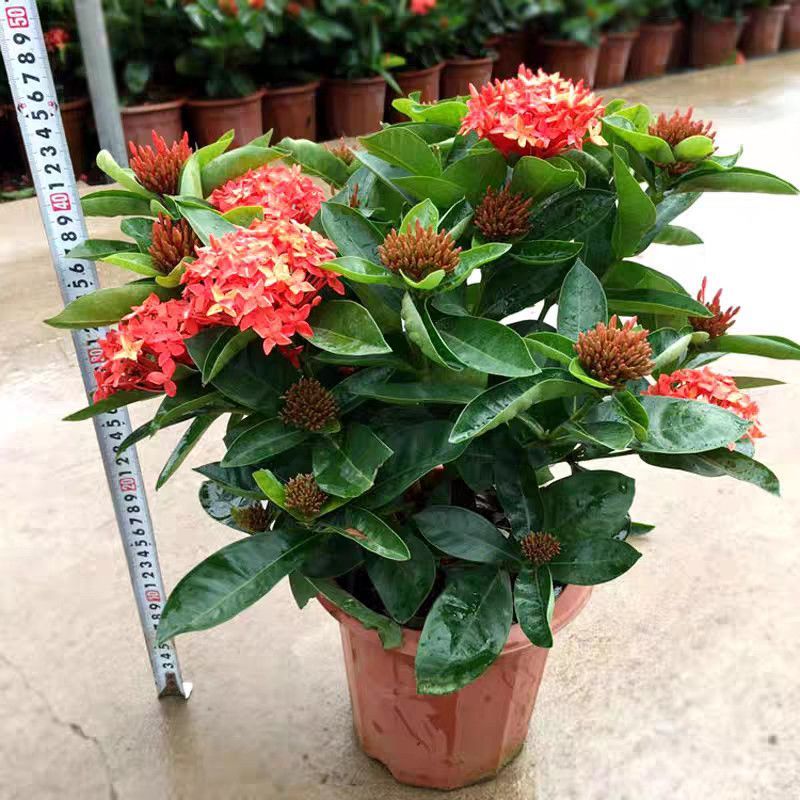 【带花苞】龙船花绣球花卉绿植四季好养盆栽客厅庭院阳台恰意植物