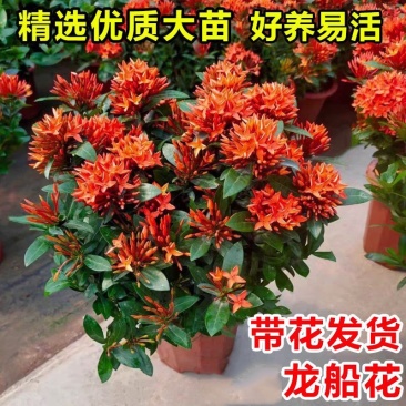 【带花苞】龙船花绣球花卉绿植四季好养盆栽客厅庭院阳台恰意植物