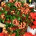【带花苞】龙船花绣球花卉绿植四季好养盆栽客厅庭院阳台恰意植物