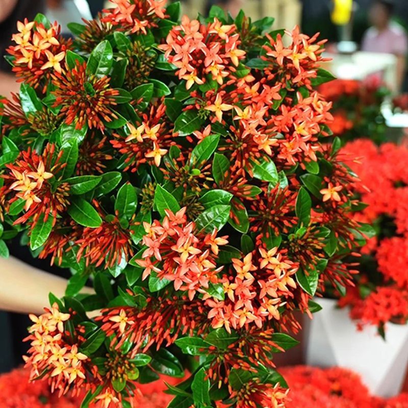 【带花苞】龙船花绣球花卉绿植四季好养盆栽客厅庭院阳台恰意植物
