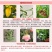 紫菀菊花盆栽苗室内阳台室外庭院四季开花好养植物绿植花卉带花苞