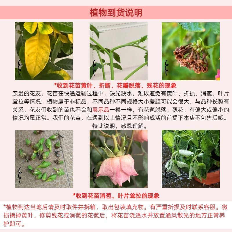 紫菀菊花盆栽苗室内阳台室外庭院四季开花好养植物绿植花卉带花苞