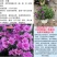 紫菀菊花盆栽苗室内阳台室外庭院四季开花好养植物绿植花卉带花苞