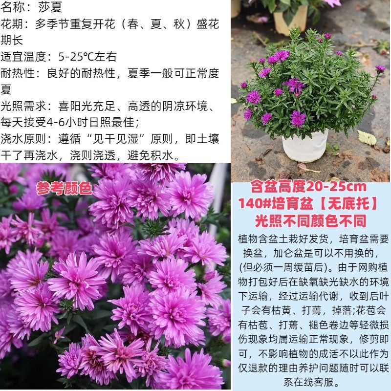 紫菀菊花盆栽苗室内阳台室外庭院四季开花好养植物绿植花卉带花苞