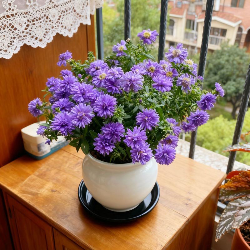 紫菀菊花盆栽苗室内阳台室外庭院四季开花好养植物绿植花卉带花苞