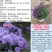 紫菀菊花盆栽苗室内阳台室外庭院四季开花好养植物绿植花卉带花苞