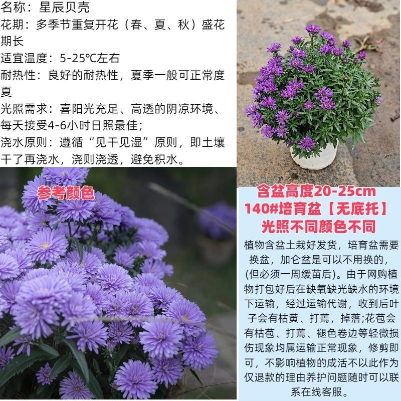 紫菀菊花盆栽苗室内阳台室外庭院四季开花好养植物绿植花卉带花苞