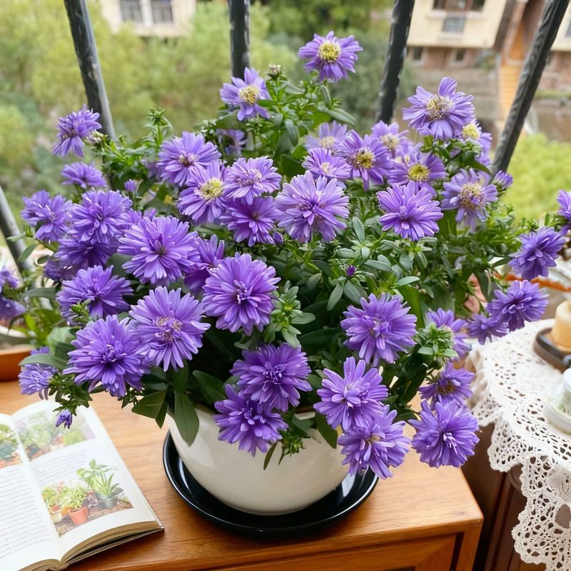 紫菀菊花盆栽苗室内阳台室外庭院四季开花好养植物绿植花卉带花苞