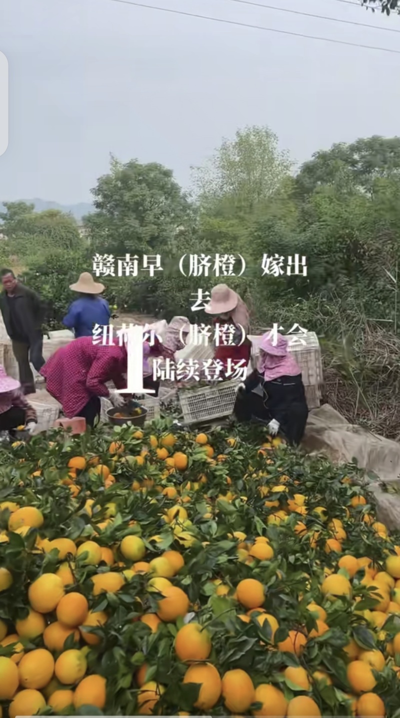 精品果子赣南脐橙质量保证视频看货新鲜采摘价格合理