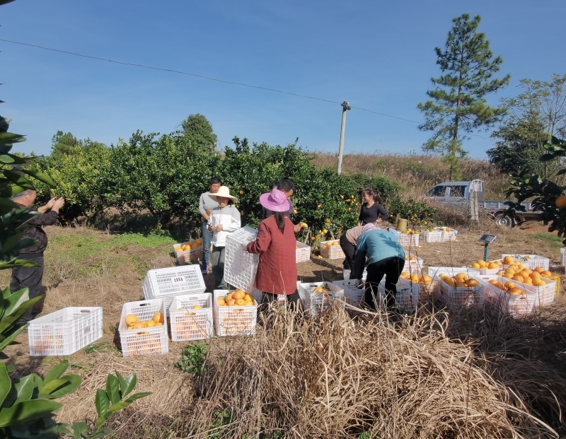 精品果子赣南脐橙质量保证视频看货新鲜采摘价格合理