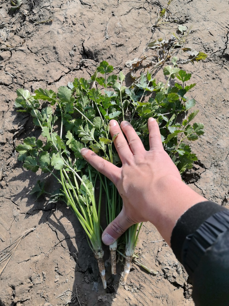 铁杆青香菜好菜价格不高