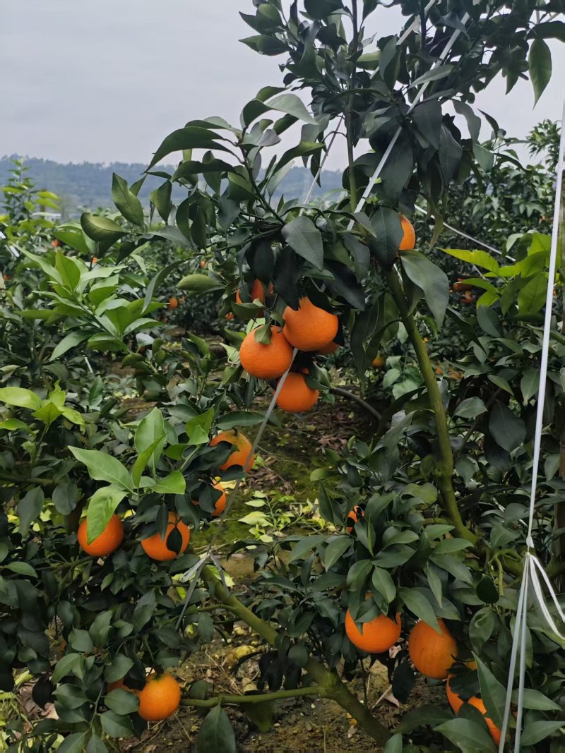 四川爱媛果冻橙，精选好果