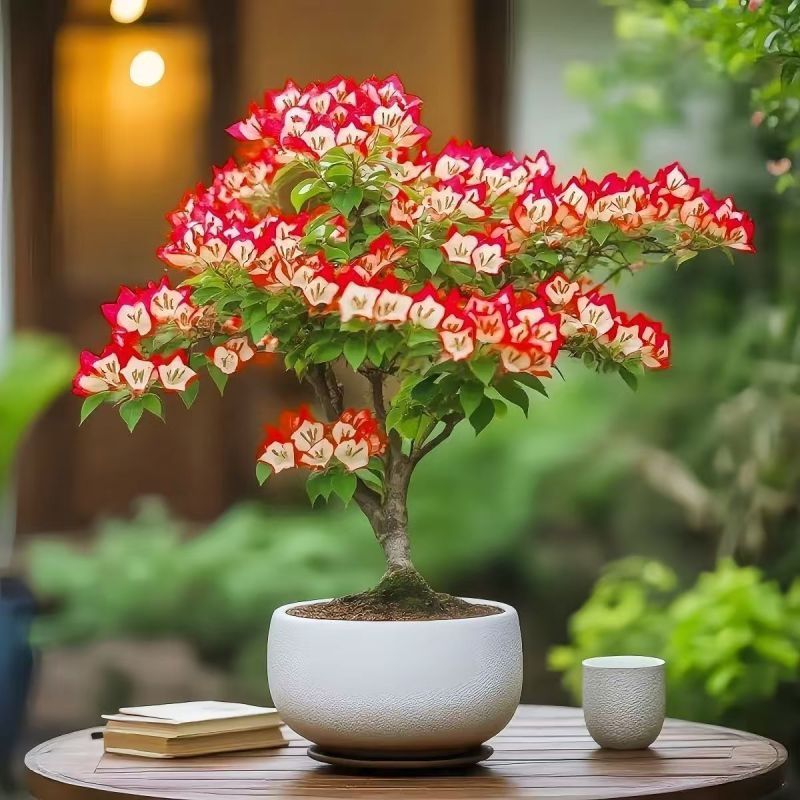 【超美】三角梅老桩盆栽花卉耐热好养开花四季绿植懒人庭院阳台