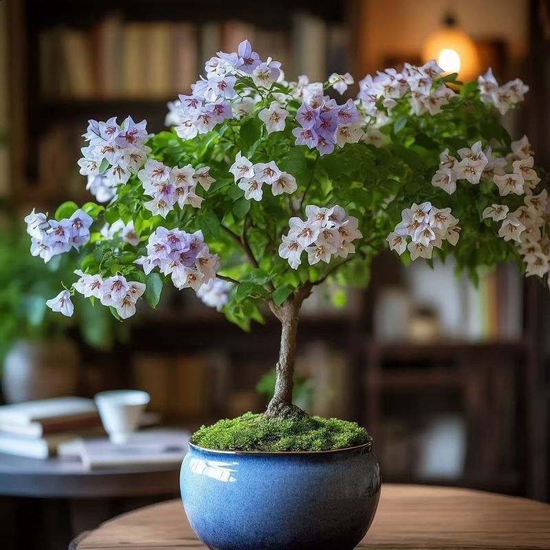 【超美】三角梅老桩盆栽花卉耐热好养开花四季绿植懒人庭院阳台