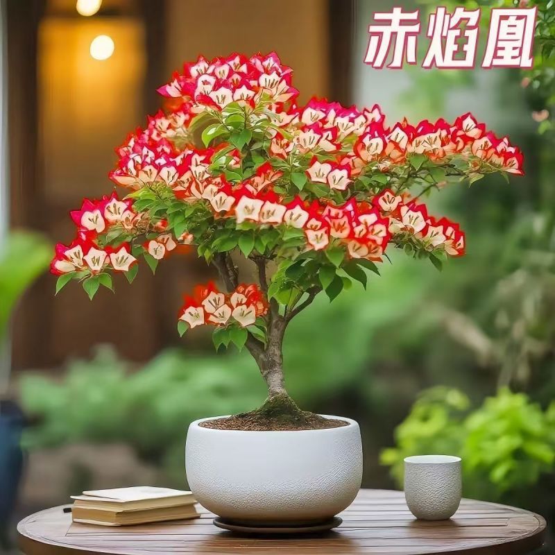 【超美】三角梅老桩盆栽花卉耐热好养开花四季绿植懒人庭院阳台
