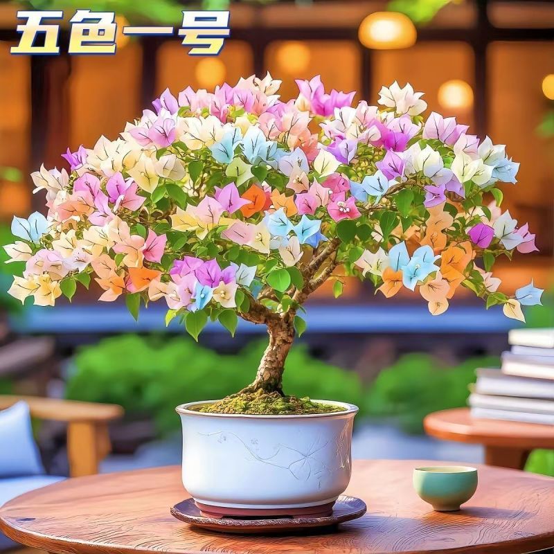 【超美】三角梅老桩盆栽花卉耐热好养开花四季绿植懒人庭院阳台