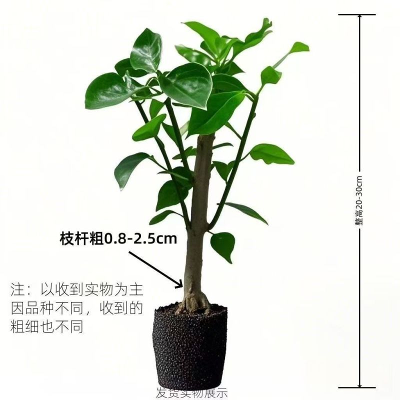 【超美】三角梅老桩盆栽花卉耐热好养开花四季绿植懒人庭院阳台