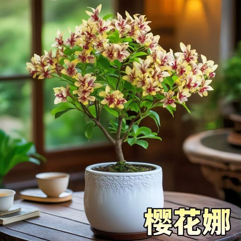 【超美】三角梅老桩盆栽花卉耐热好养开花四季绿植懒人庭院阳台