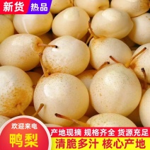 河北赵县精品鸭梨香甜可口可出口超市量大从优可以视频